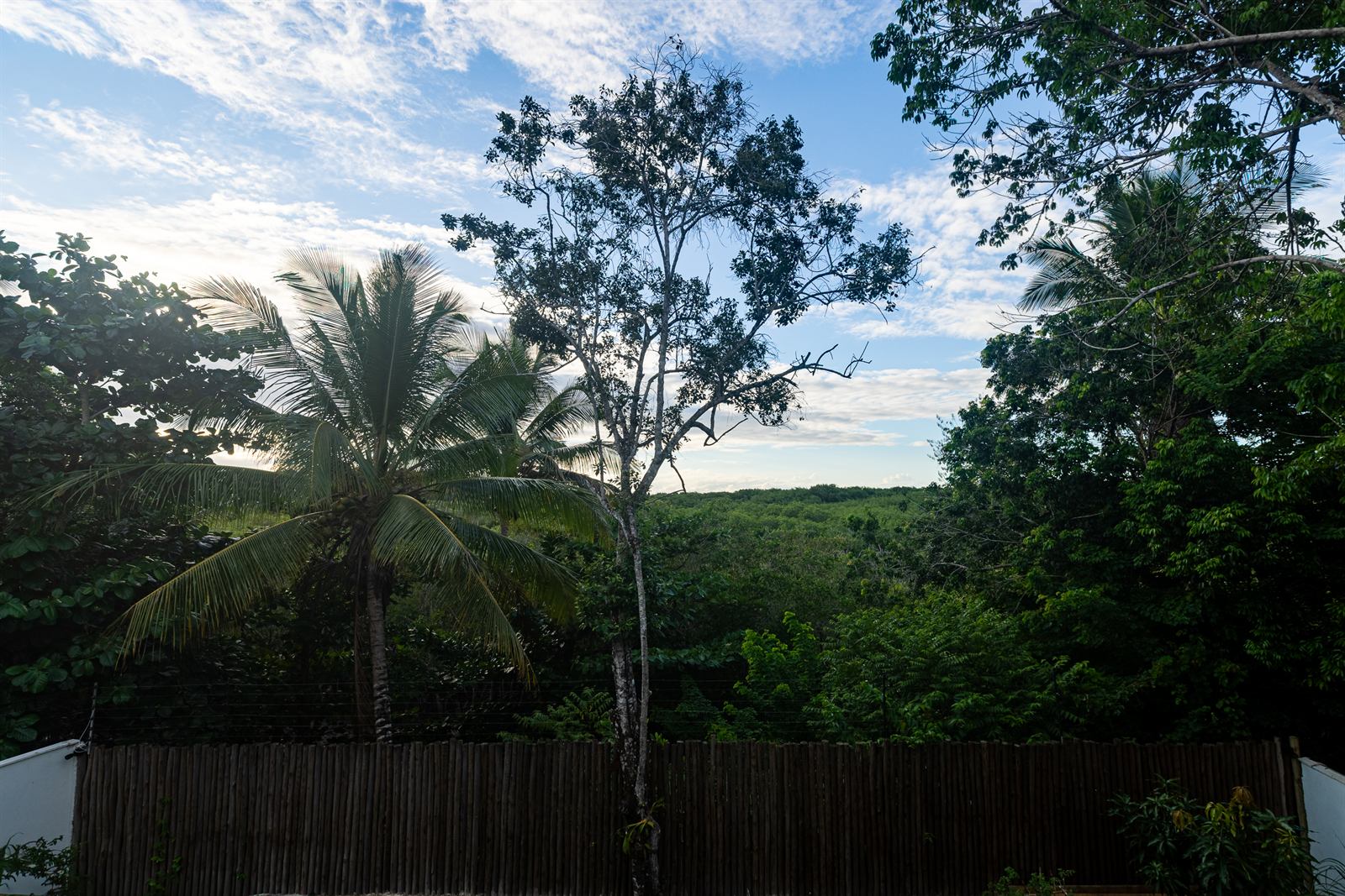 Vista do manguezal